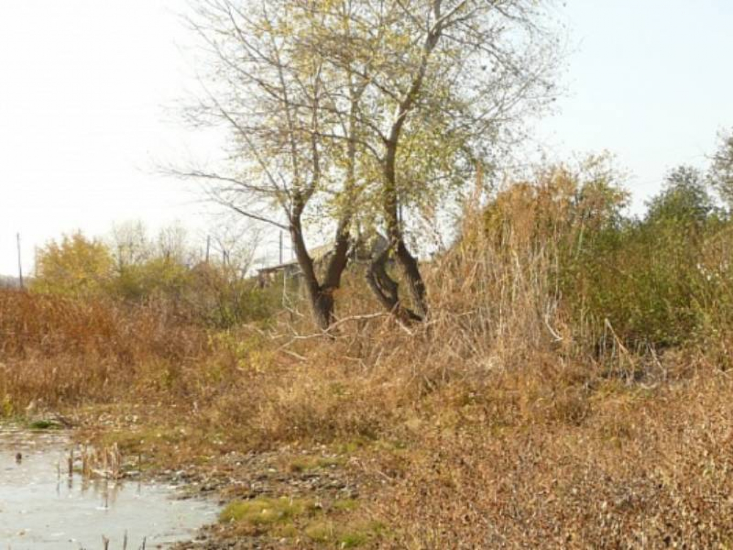 В Волгоградской области проведут реабилитацию реки Царицы